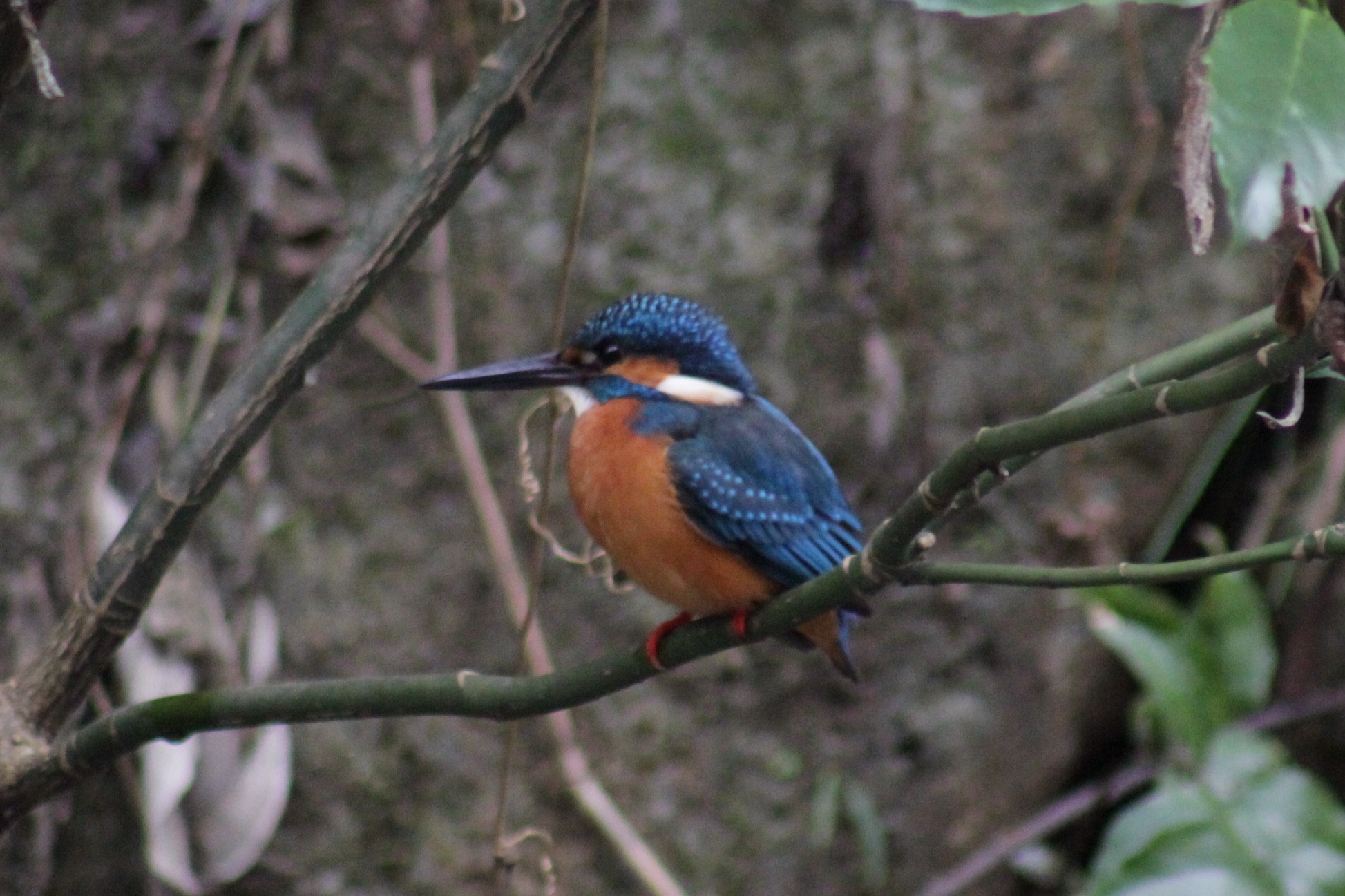 Photo of Common Kingfisher at Higashitakane Forest park by まさ