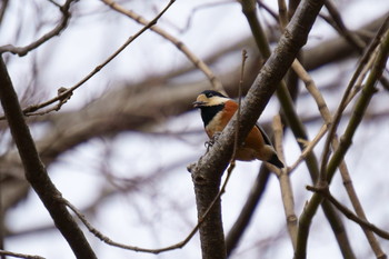 Varied Tit 神戸市 Fri, 1/17/2020