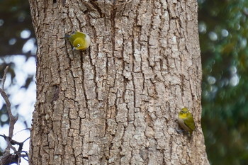 Warbling White-eye 神戸市 Fri, 1/17/2020