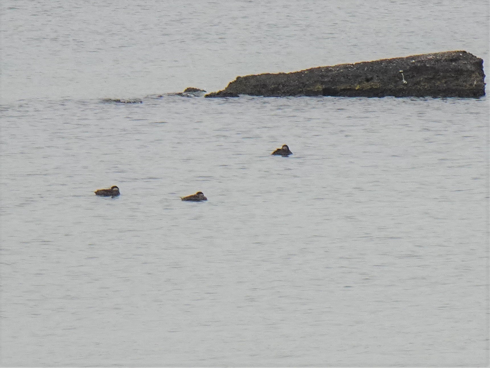 甲子園浜(兵庫県西宮市) クロガモの写真 by マル