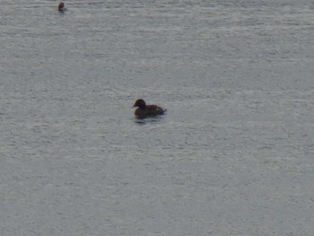 Fri, 1/17/2020 Birding report at 甲子園浜(兵庫県西宮市)