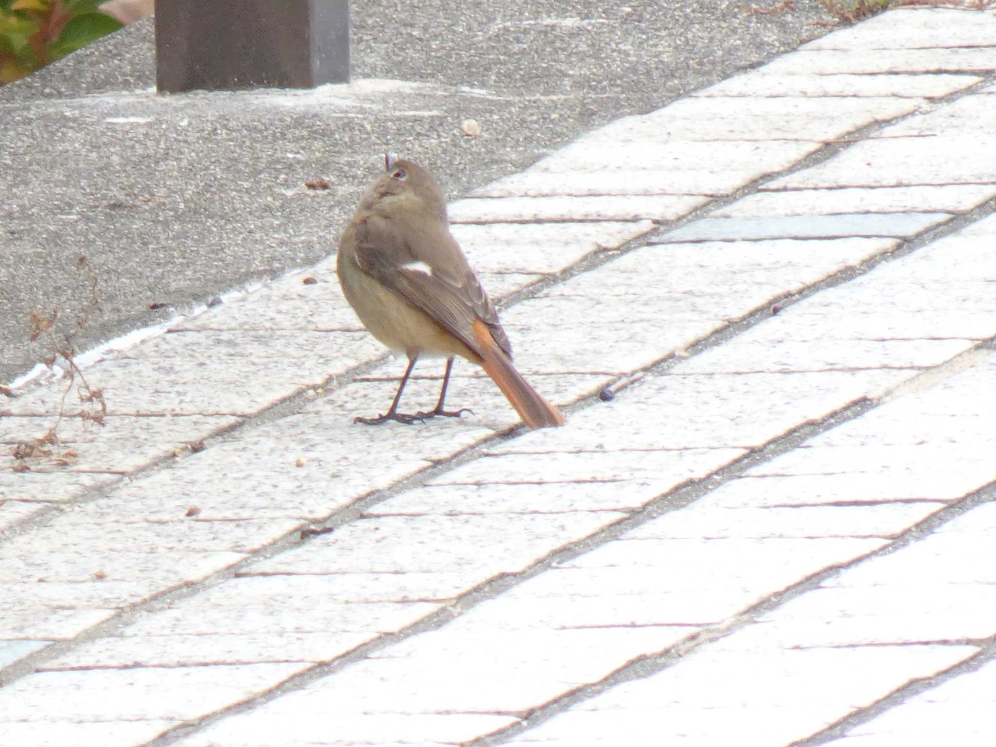 甲子園浜(兵庫県西宮市) ジョウビタキの写真 by マル