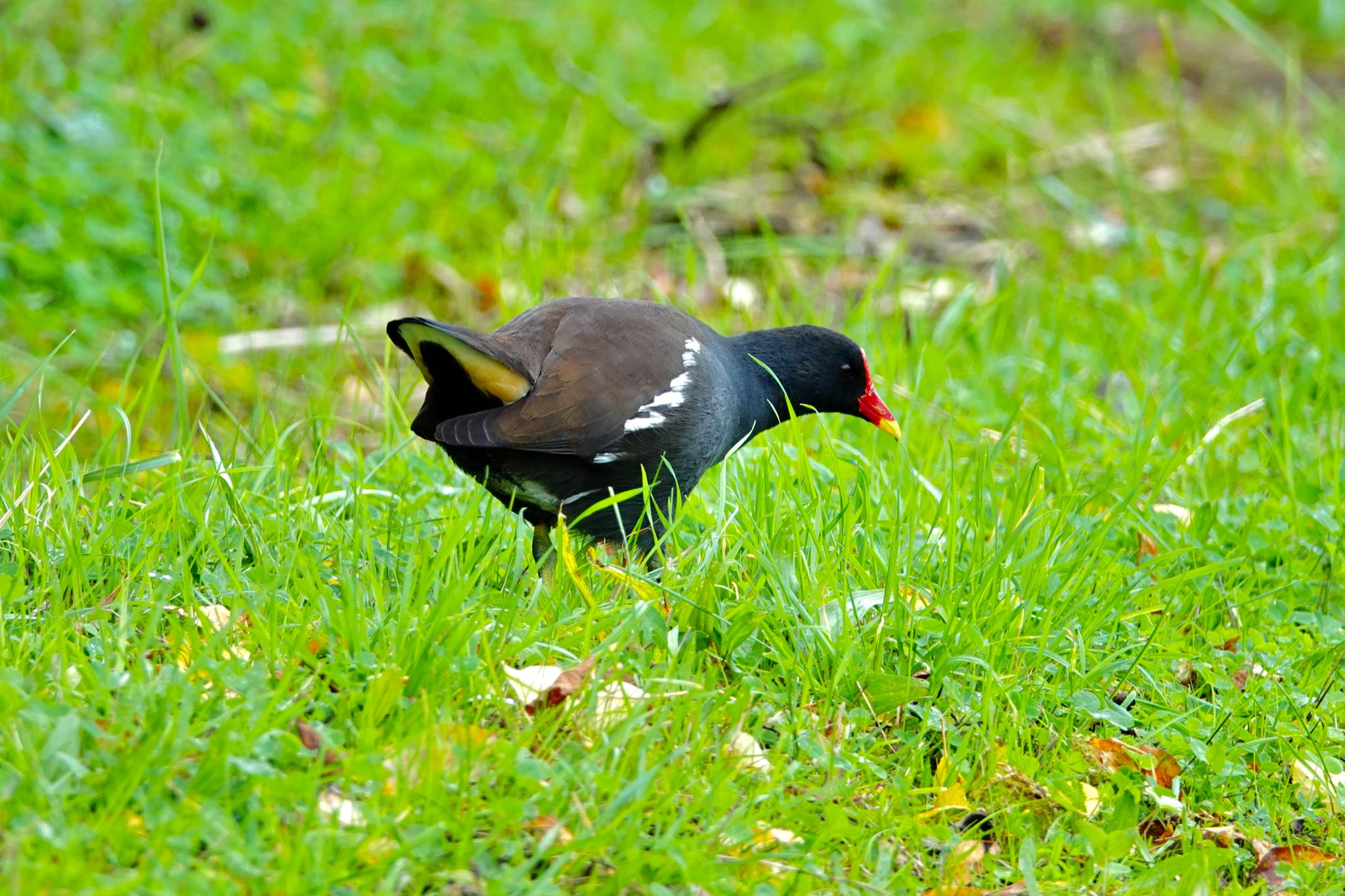 Common Moorhen