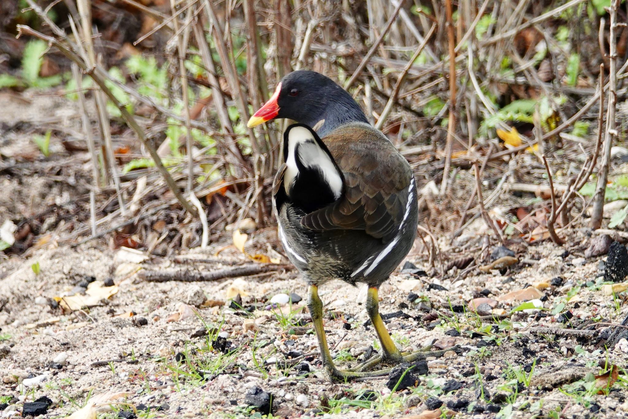 Common Moorhen