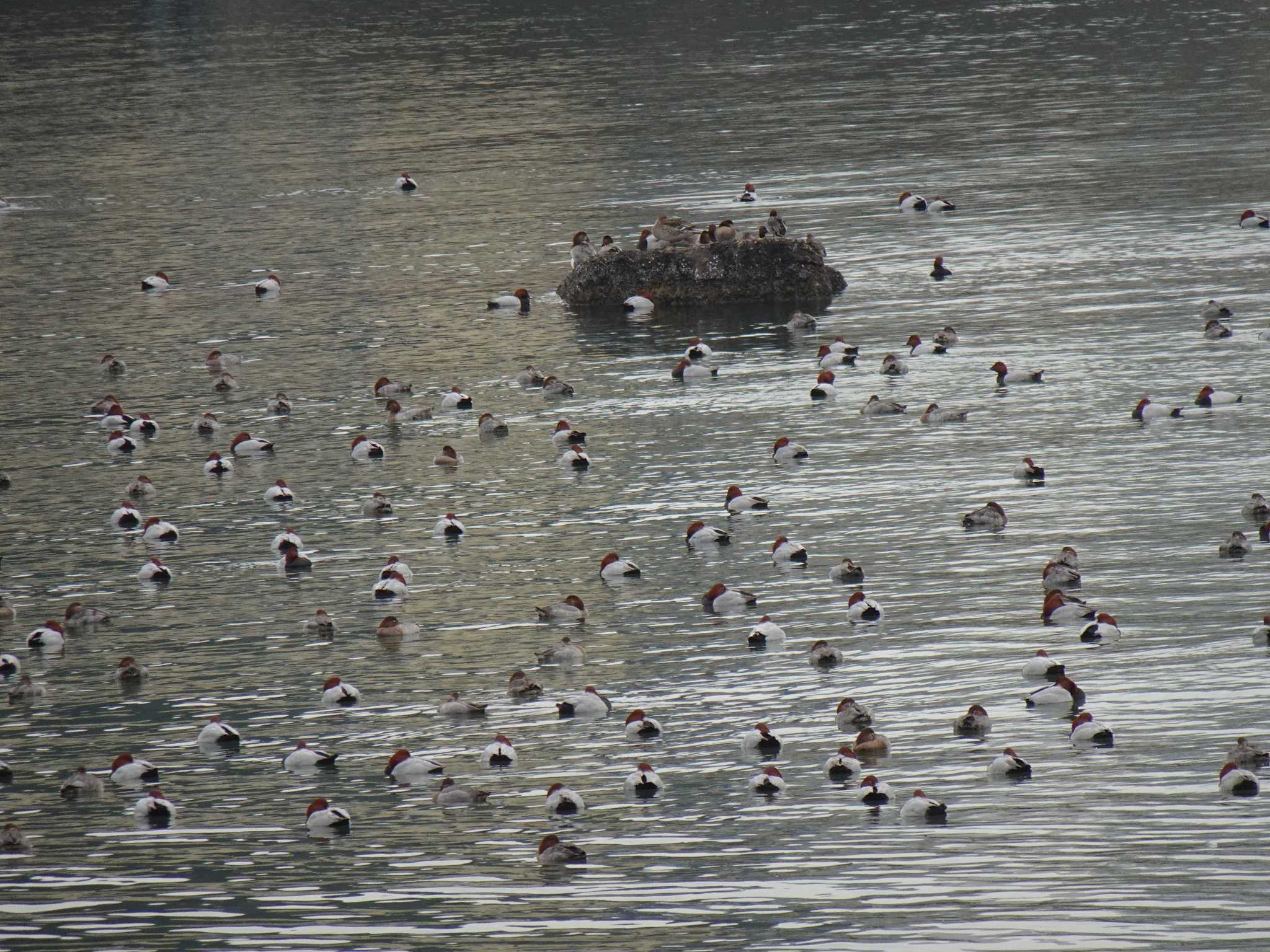 甲子園浜(兵庫県西宮市) ホシハジロの写真 by マル