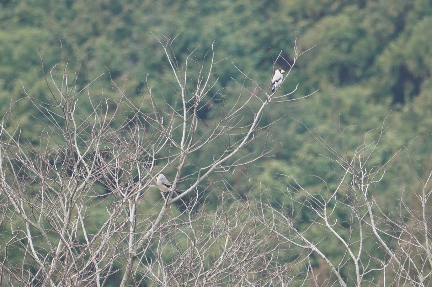 Japanese Grosbeak