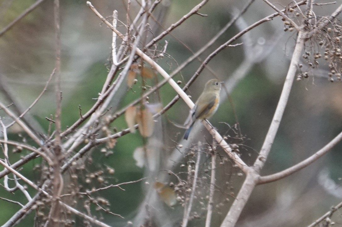 Red-flanked Bluetail