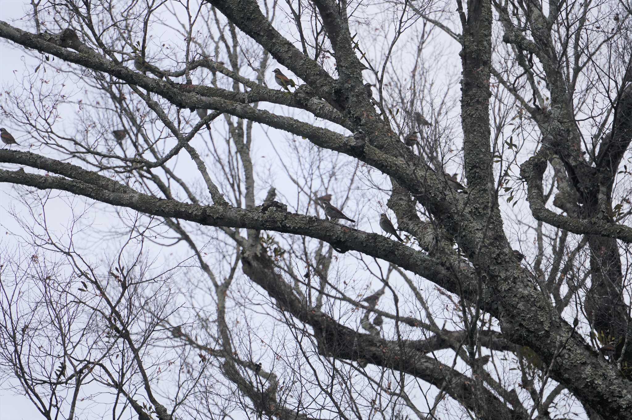 Photo of Dusky Thrush at 野間の大ケヤキ by マル