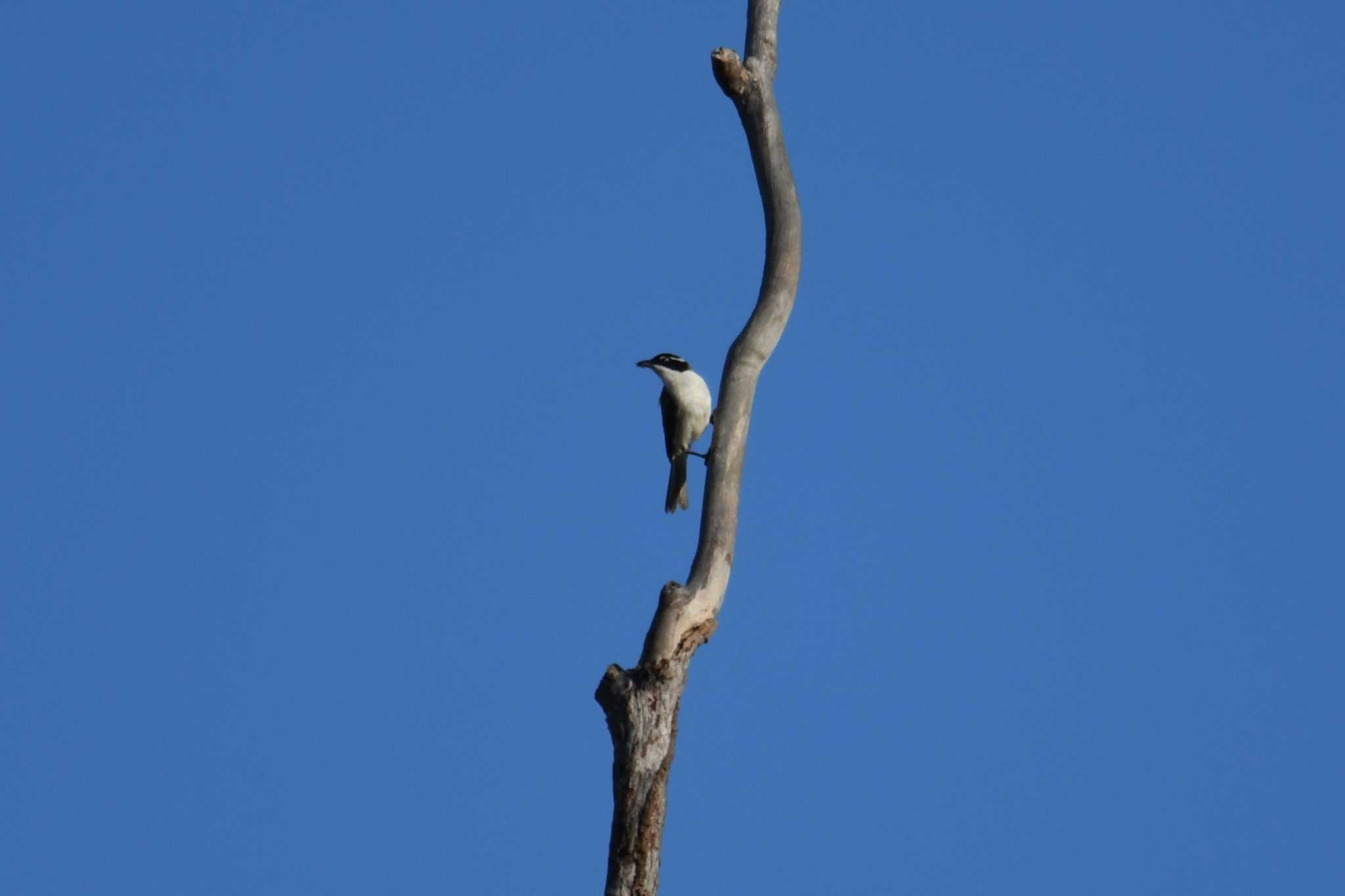 White-throated Honeyeater