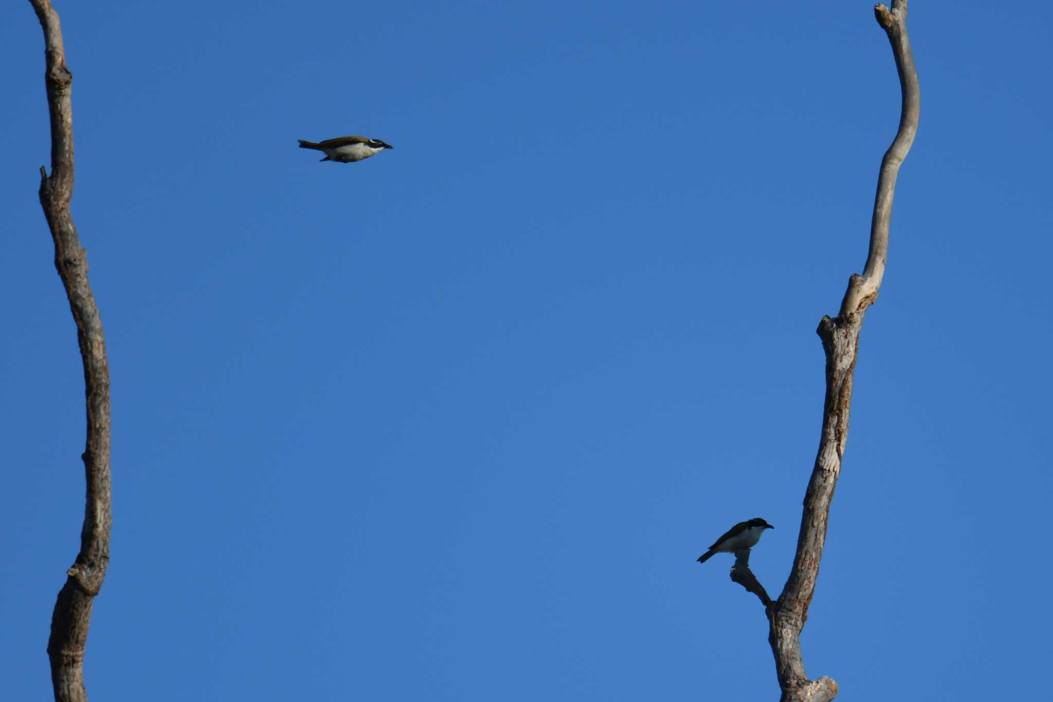 White-throated Honeyeater