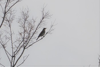 2020年1月14日(火) 昆陽池の野鳥観察記録