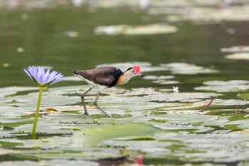 Comb-crested Jacana アランデル・ウェットランズ Tue, 12/31/2019