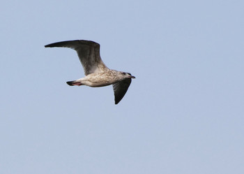 Vega Gull 荒川生物生態園(東京都板橋区) Tue, 1/14/2020