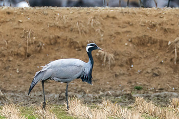 Demoiselle Crane Izumi Crane Observation Center Fri, 1/17/2020