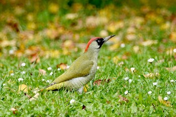 European Green Woodpecker ‎⁨Parc Départemental du Sausset⁩、France Tue, 10/29/2019