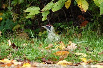 European Green Woodpecker ‎⁨Parc Départemental du Sausset⁩、France Tue, 10/29/2019