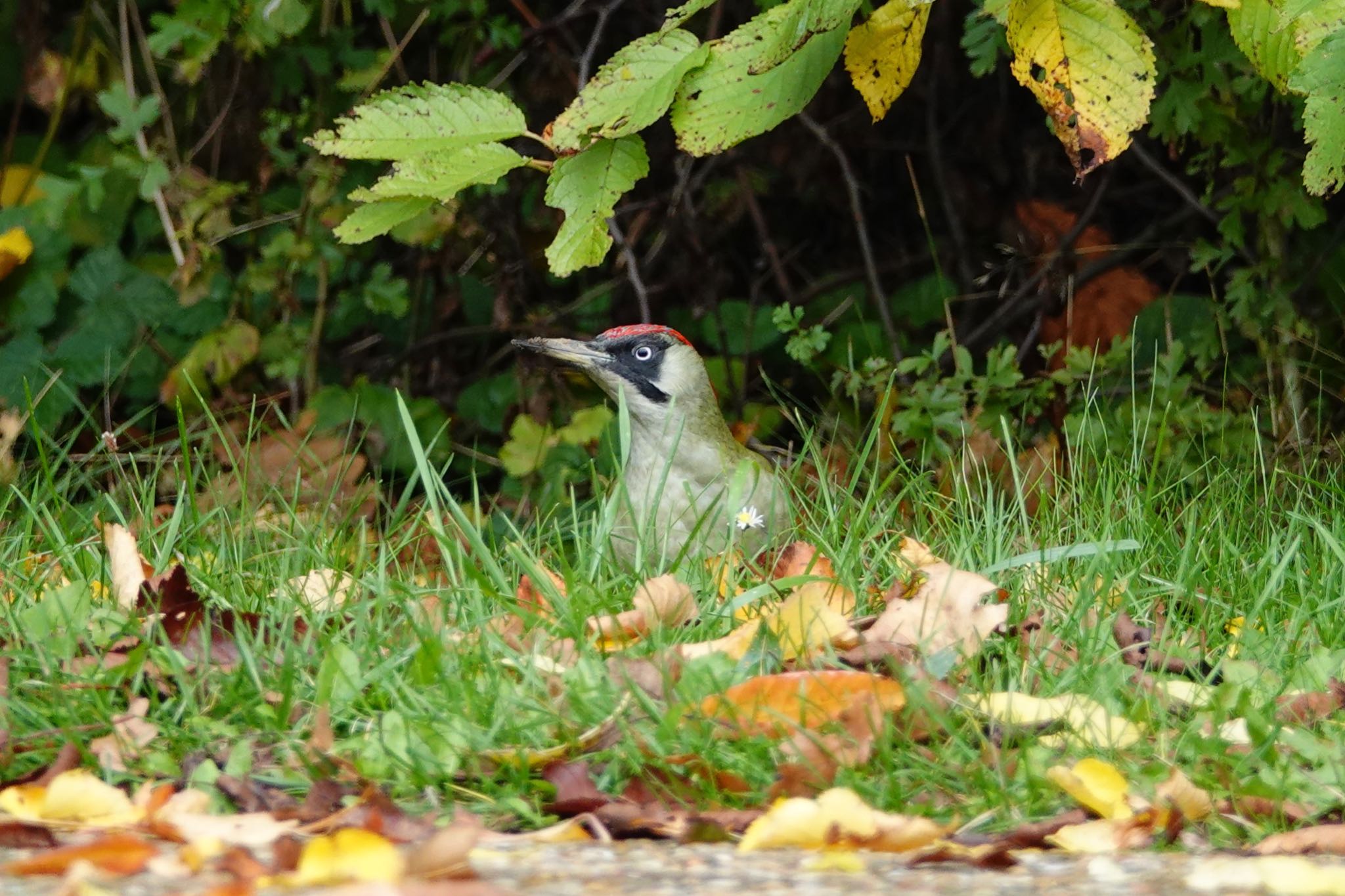 Photo of European Green Woodpecker at ‎⁨Parc Départemental du Sausset⁩、France by のどか