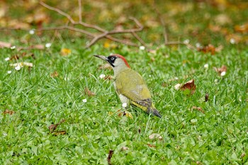 European Green Woodpecker ‎⁨Parc Départemental du Sausset⁩、France Tue, 10/29/2019