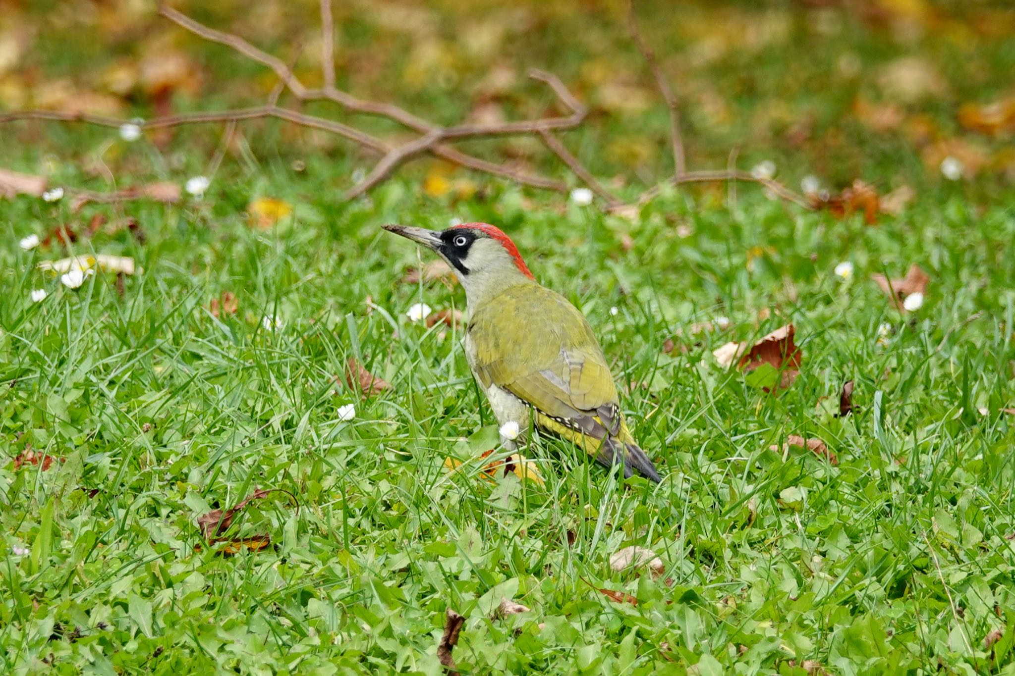 European Green Woodpecker