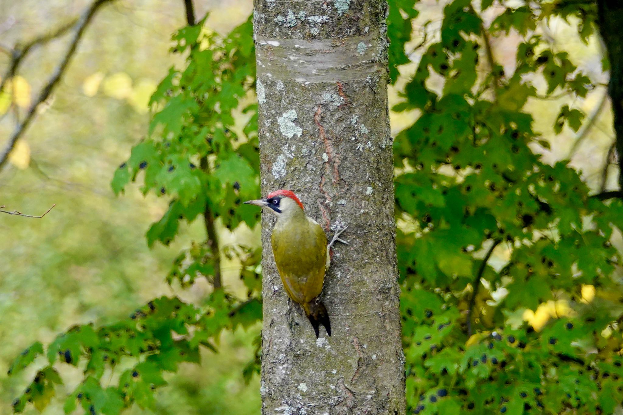 Photo of European Green Woodpecker at ‎⁨Parc Départemental du Sausset⁩、France by のどか