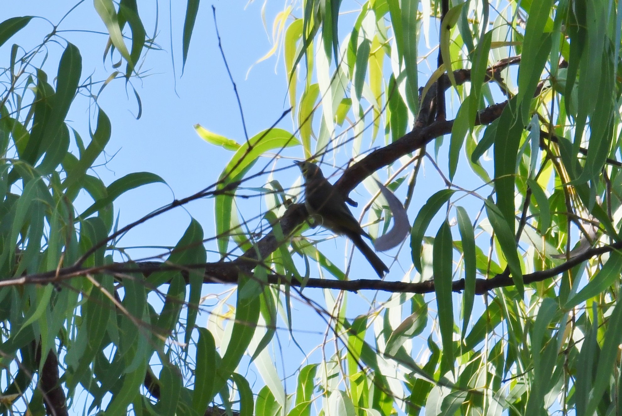 Yellow-tinted Honeyeater