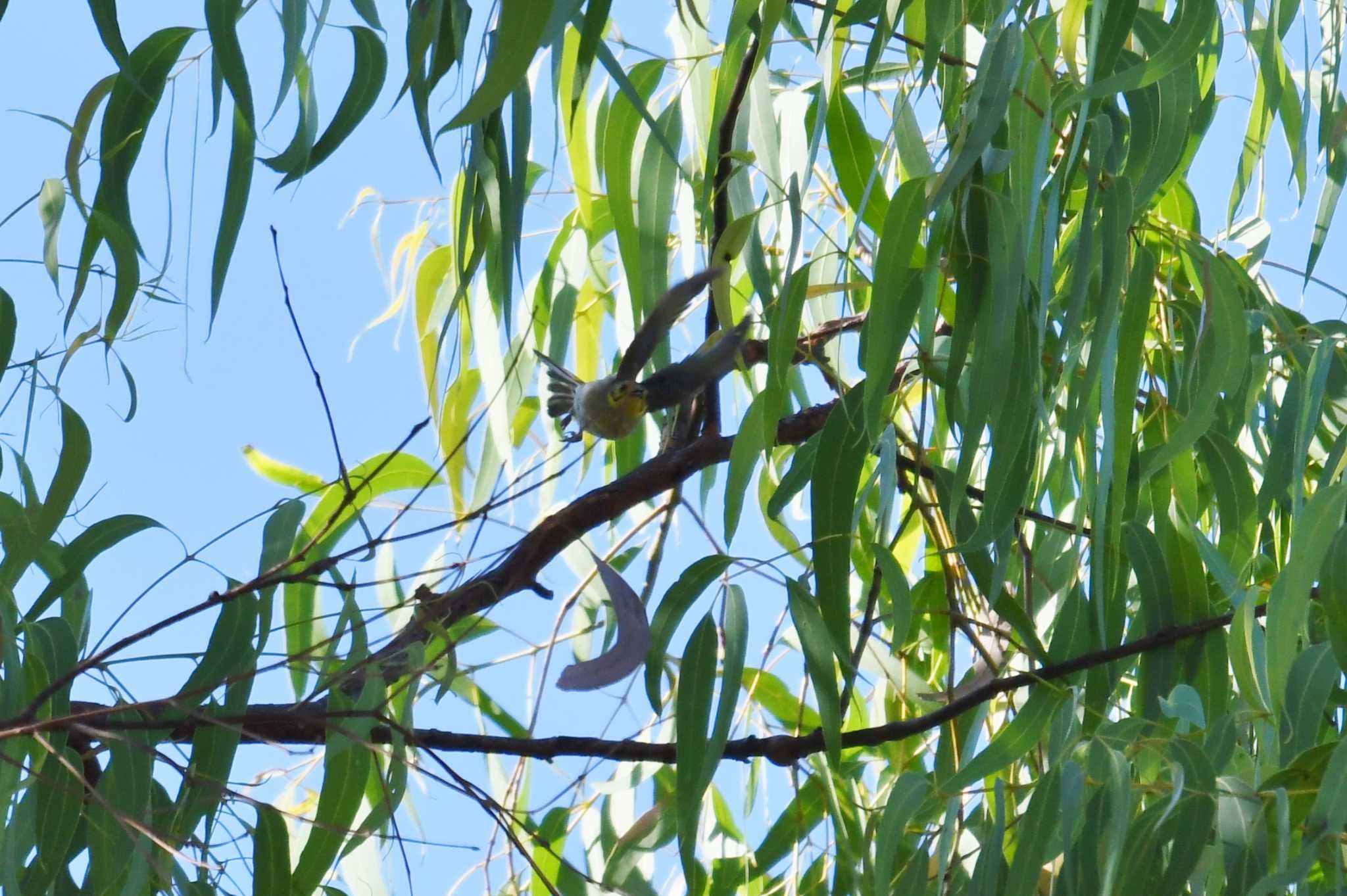 Yellow-tinted Honeyeater