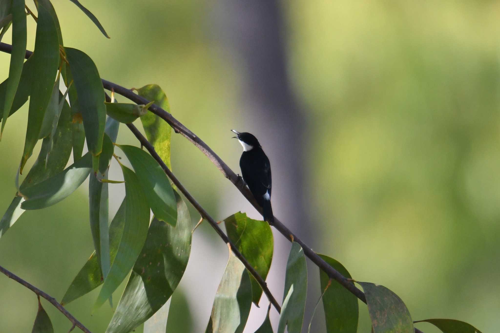 Banded Honeyeater