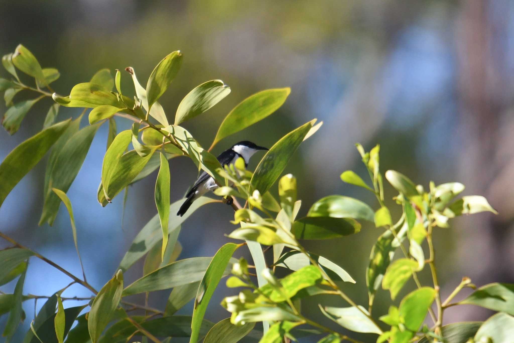 Photo of Banded Honeyeater at オーストラリア by あひる