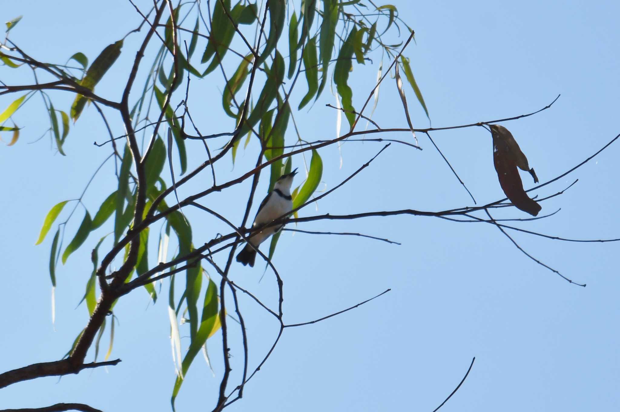 Banded Honeyeater