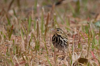 2020年1月12日(日) 葛西臨海公園の野鳥観察記録