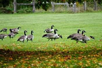 Canada Goose ‎⁨Parc Départemental du Sausset⁩、France Tue, 10/29/2019