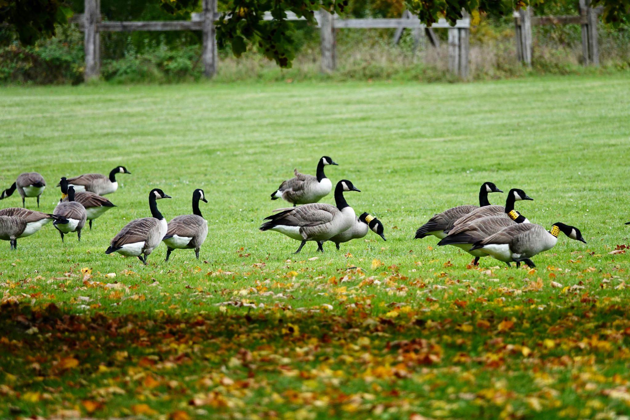 Photo of Canada Goose at ‎⁨Parc Départemental du Sausset⁩、France by のどか