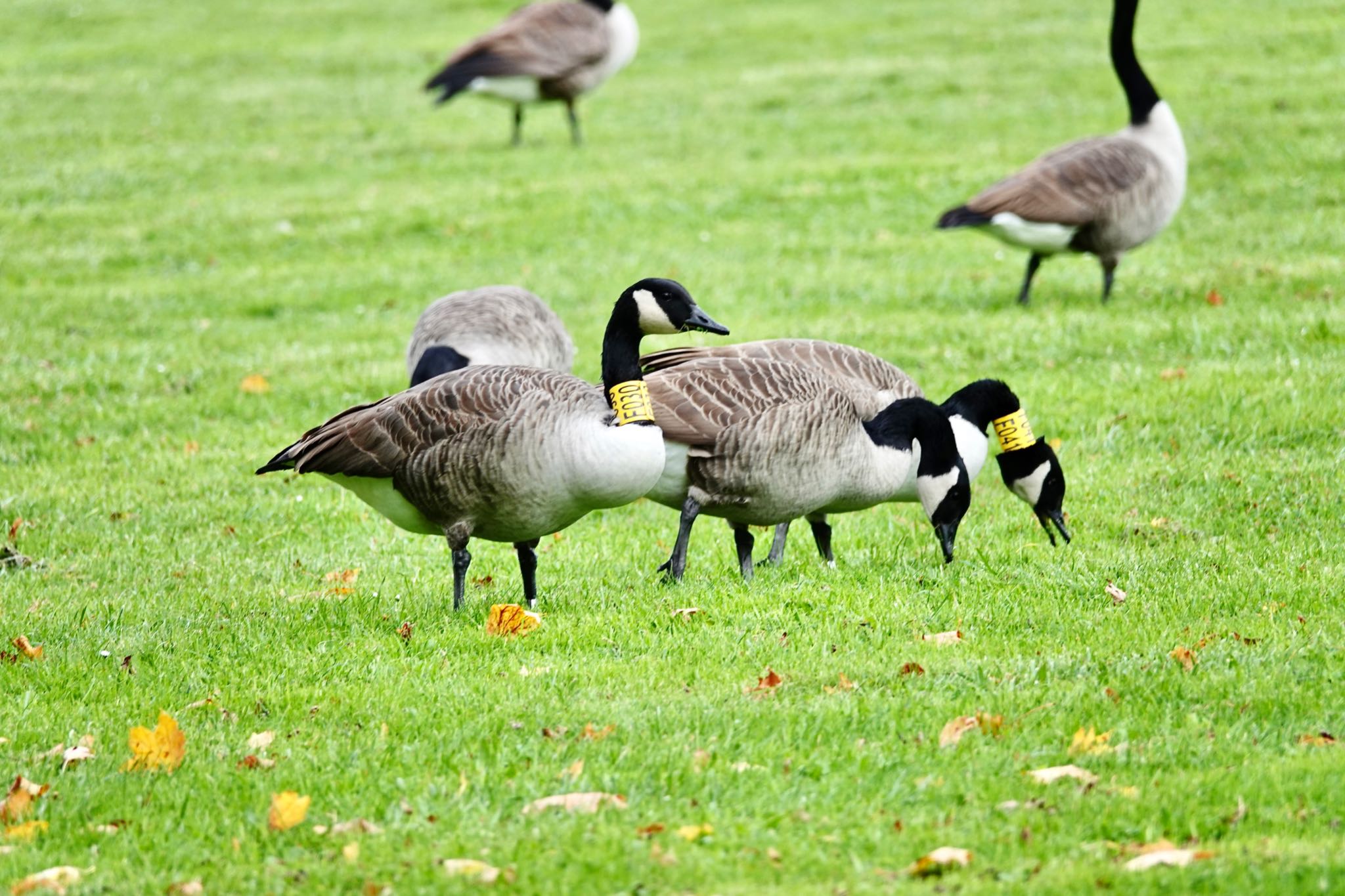 Photo of Canada Goose at ‎⁨Parc Départemental du Sausset⁩、France by のどか