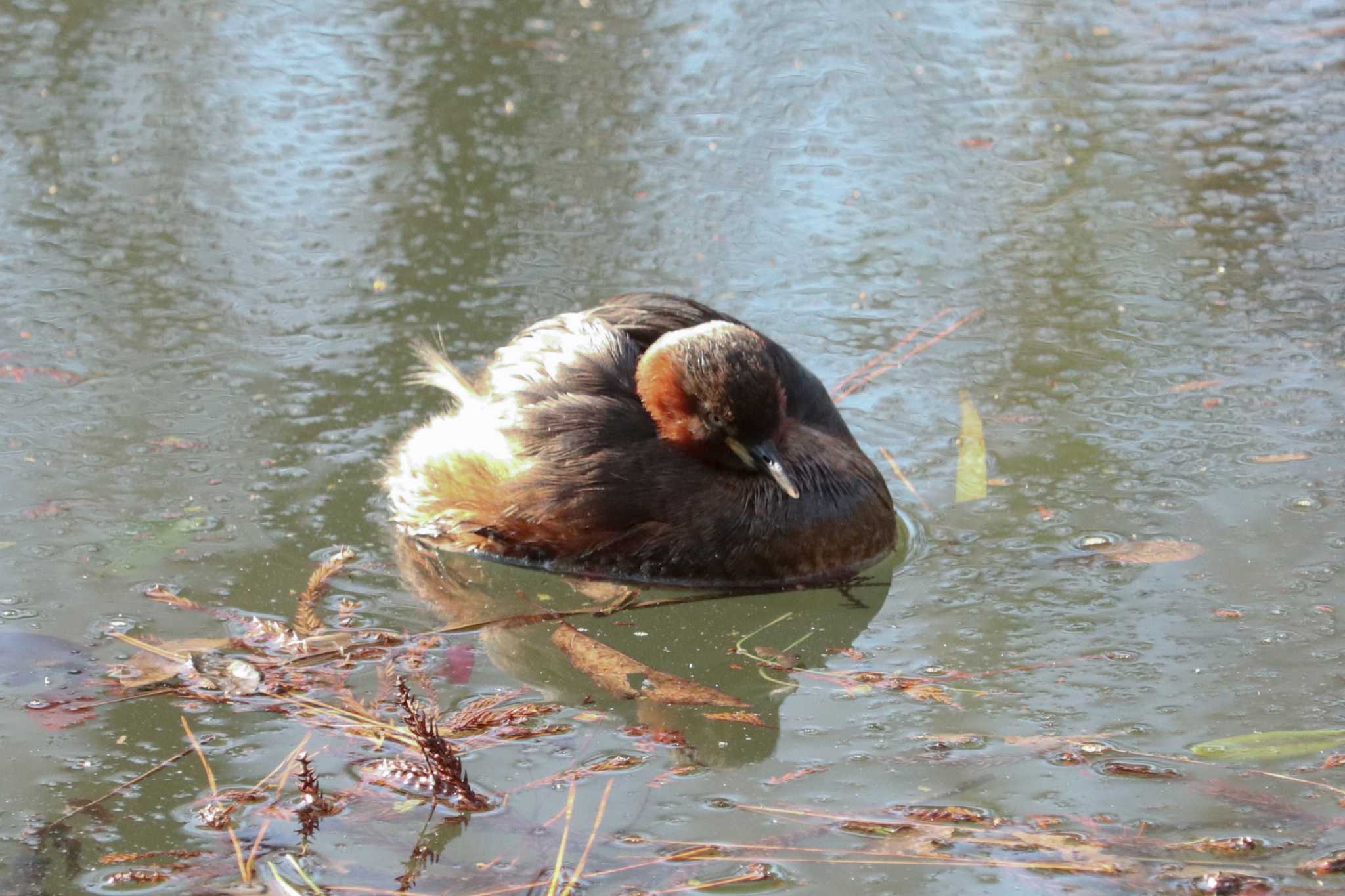 カイツブリまんじゅう