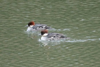 2019年12月25日(水) 三ツ池公園(横浜市鶴見区)の野鳥観察記録