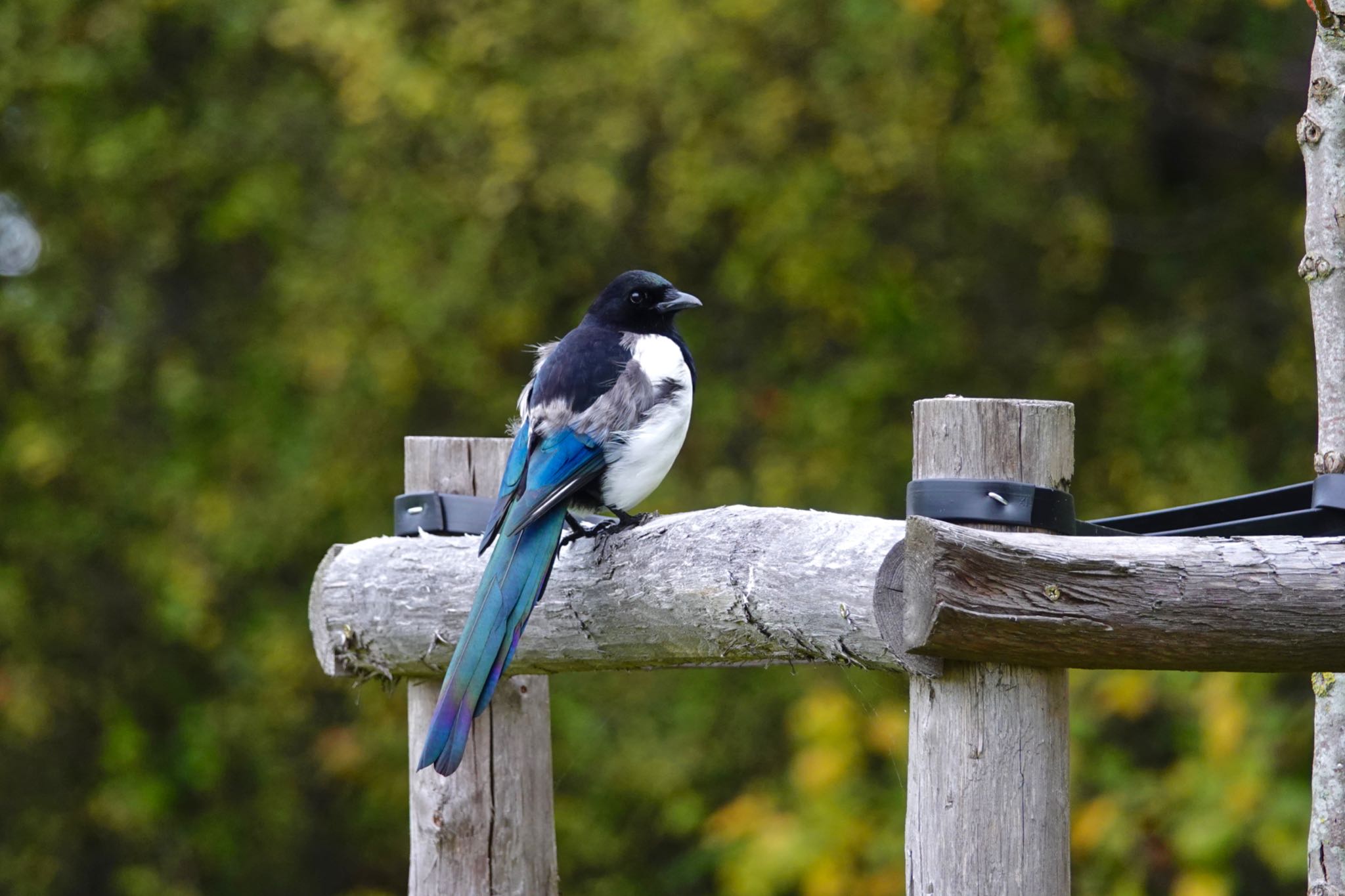 Eurasian Magpie