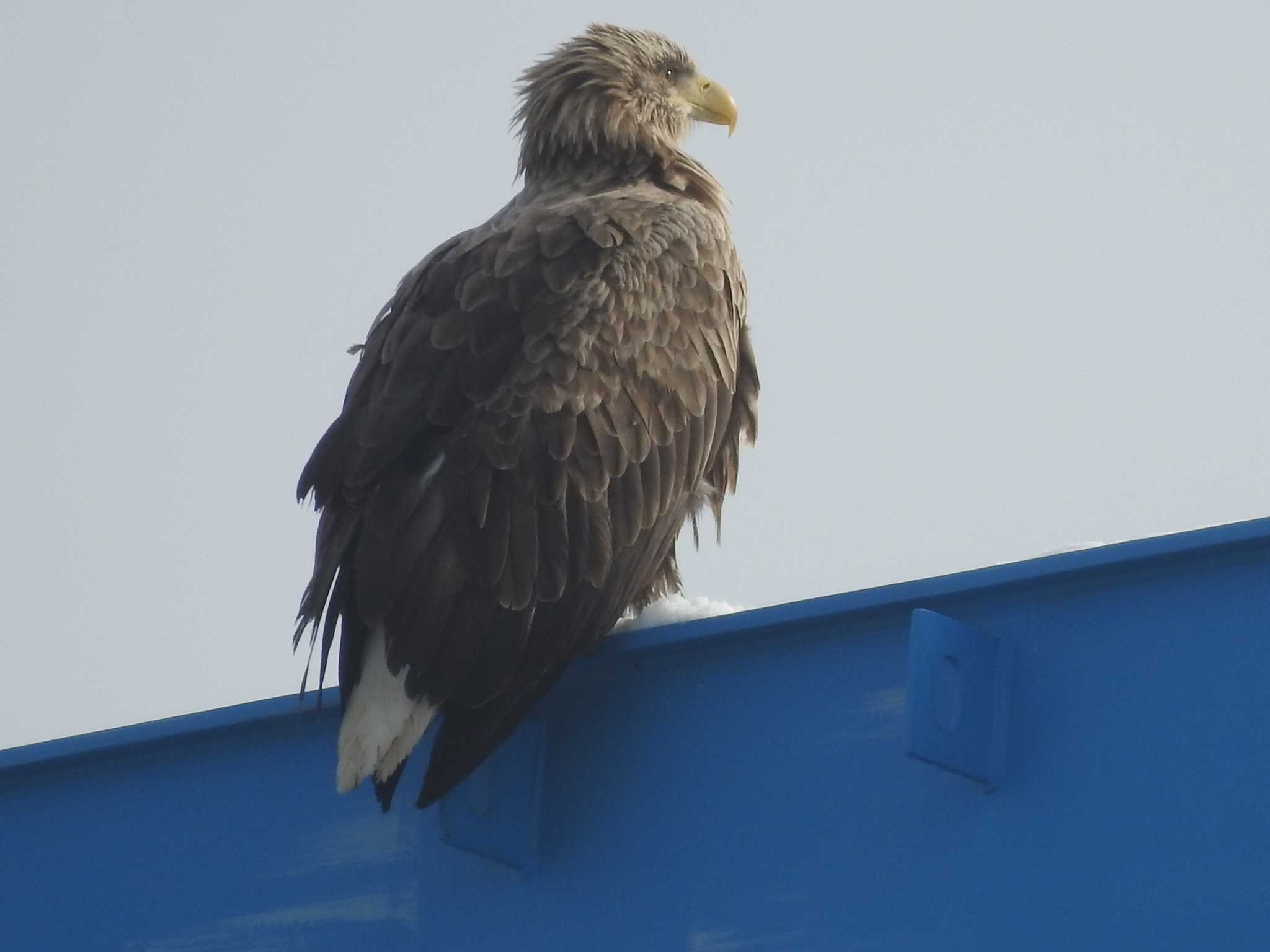 橋の上に止まる