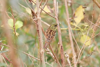 2019年12月23日(月) 三ツ池公園(横浜市鶴見区)の野鳥観察記録