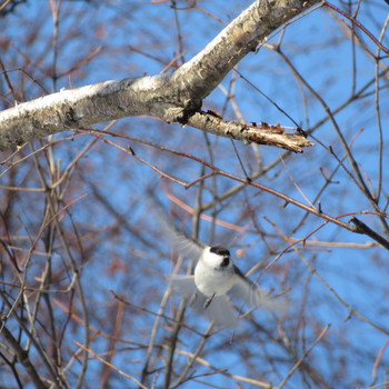 Marsh Tit Makomanai Park Sat, 1/18/2020