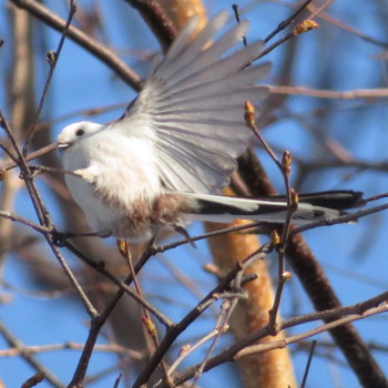 Long-tailed tit(japonicus) Makomanai Park Sat, 1/18/2020