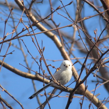 Long-tailed tit(japonicus) Makomanai Park Sat, 1/18/2020