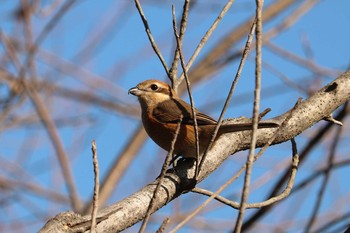 2020年1月10日(金) 三ツ池公園(横浜市鶴見区)の野鳥観察記録