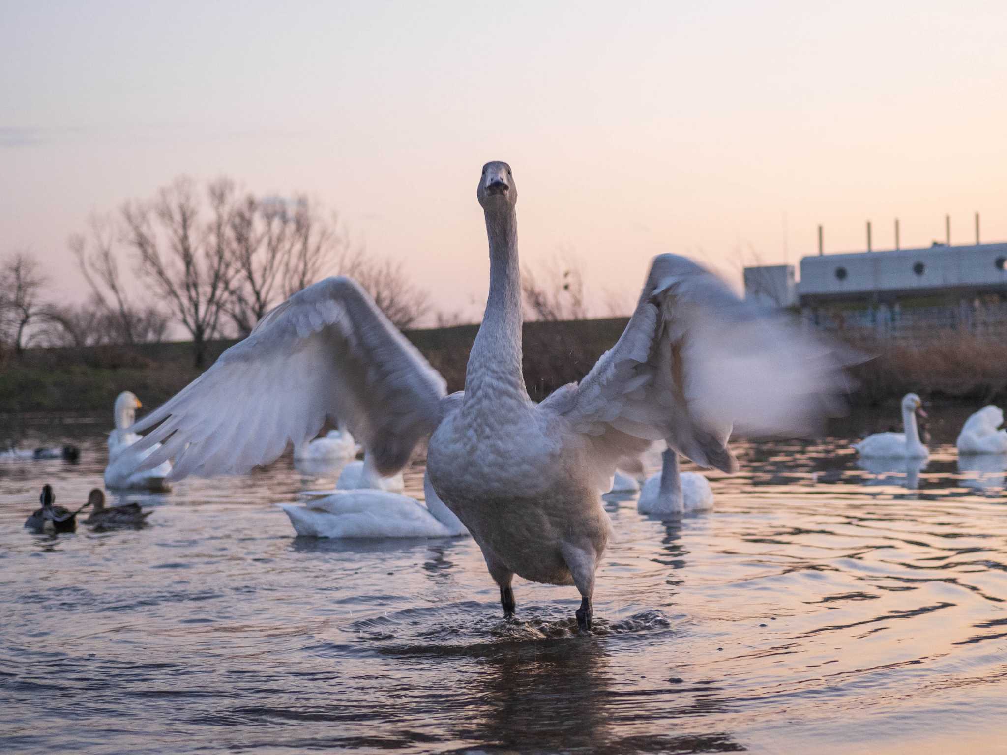 Tundra Swan