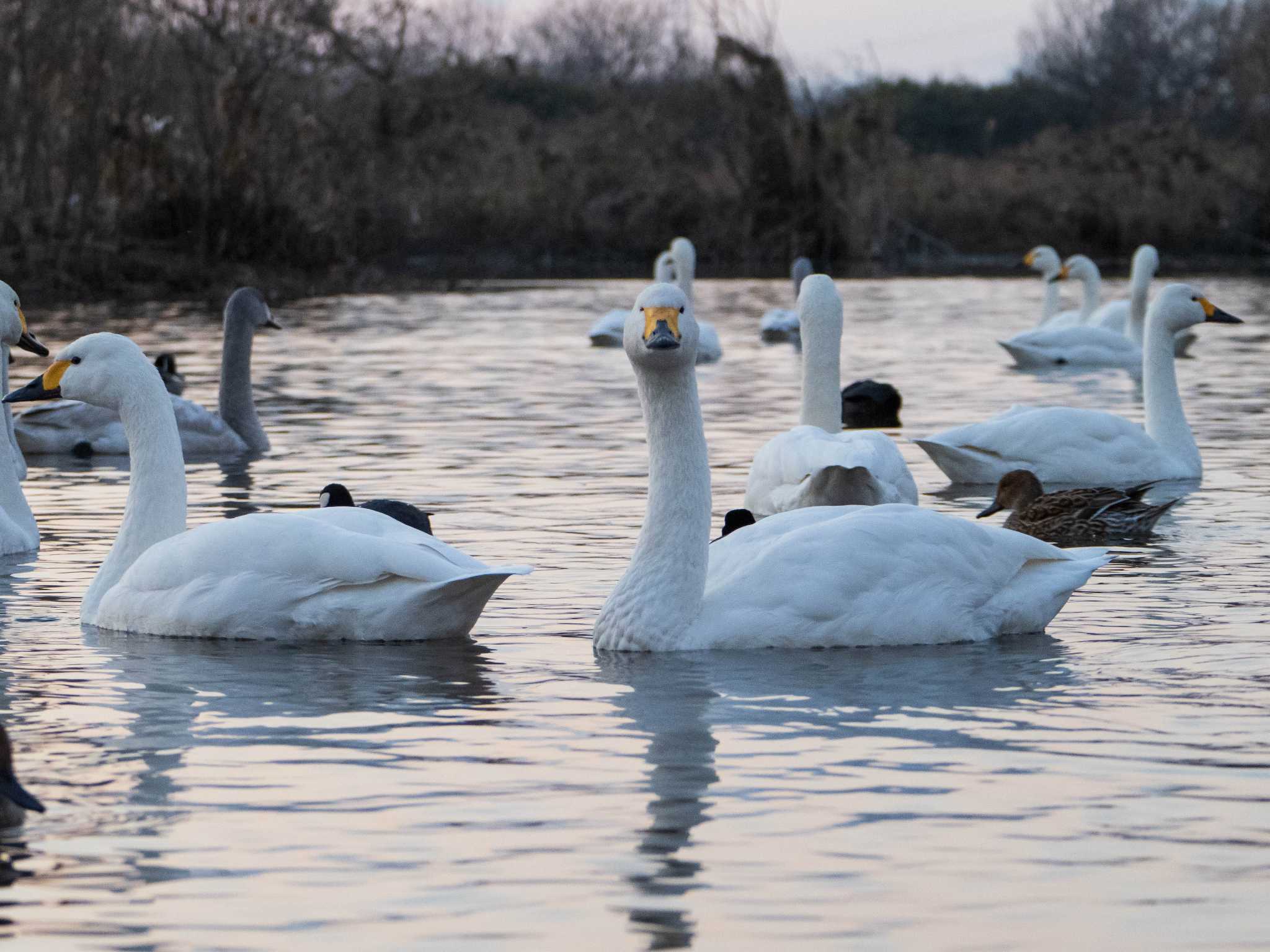 Tundra Swan