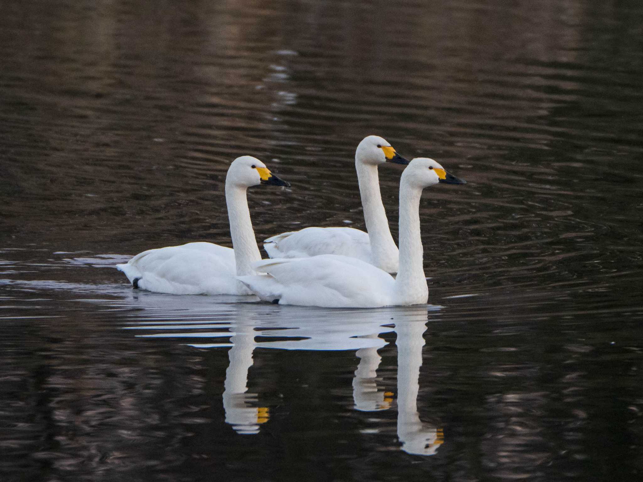 Tundra Swan