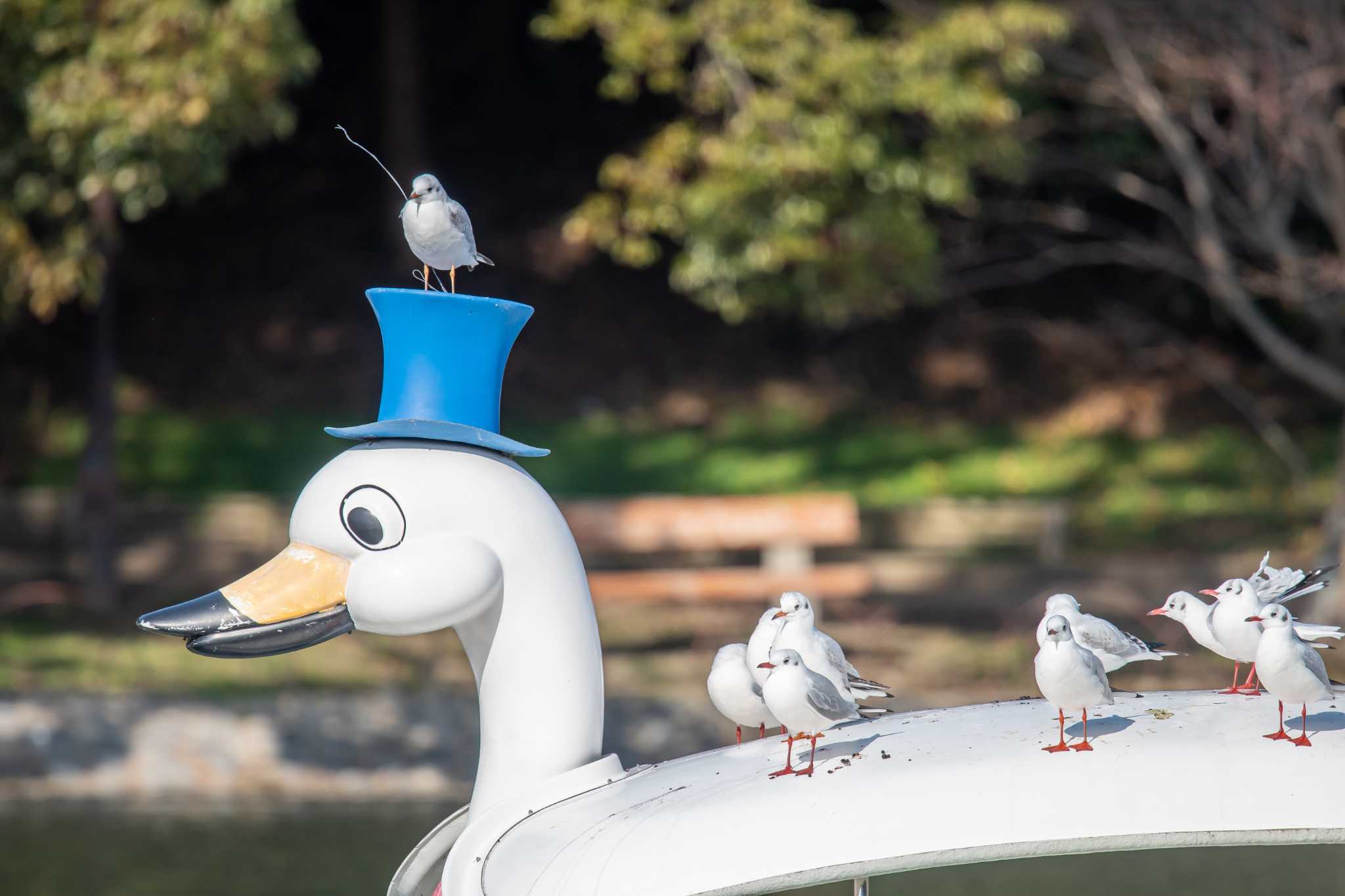 明石公園 ユリカモメの写真