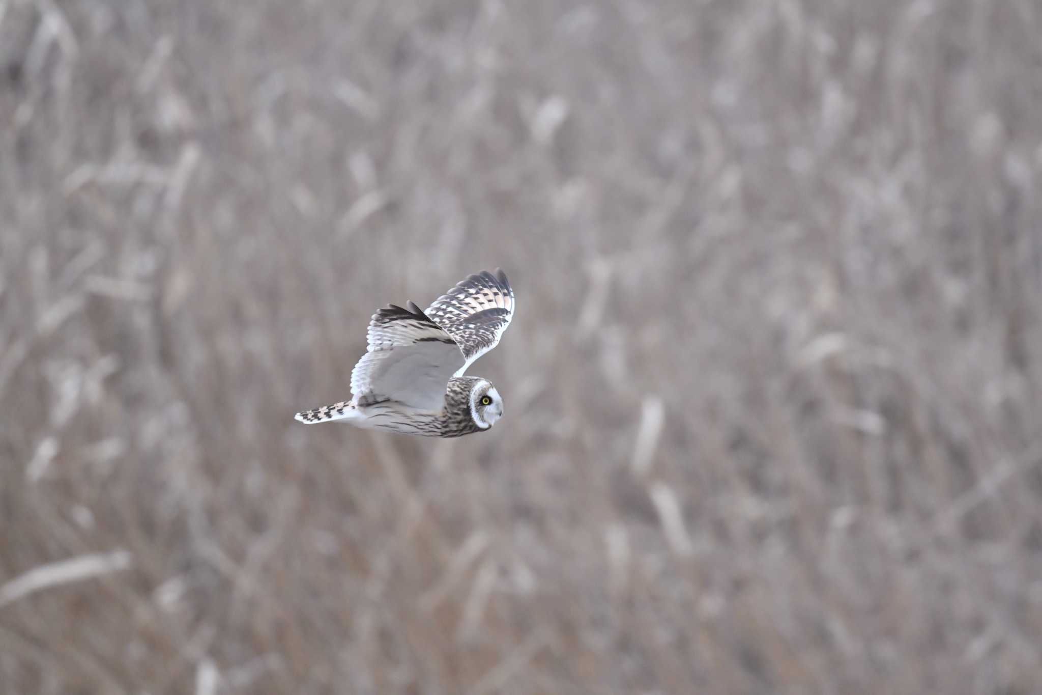 渡良瀬遊水地 コミミズクの写真 by GIGI