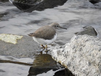 Sat, 1/18/2020 Birding report at 高野川、京都