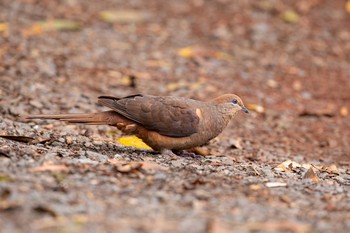 Brown Cuckoo-Dove O'Reilly's Rainforest Retreat Sat, 12/28/2019