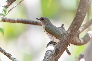 アカメテリカッコウ Esplanade(Cairns) 2020年1月1日(水)